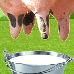 Milk The Cow Milk The Cow